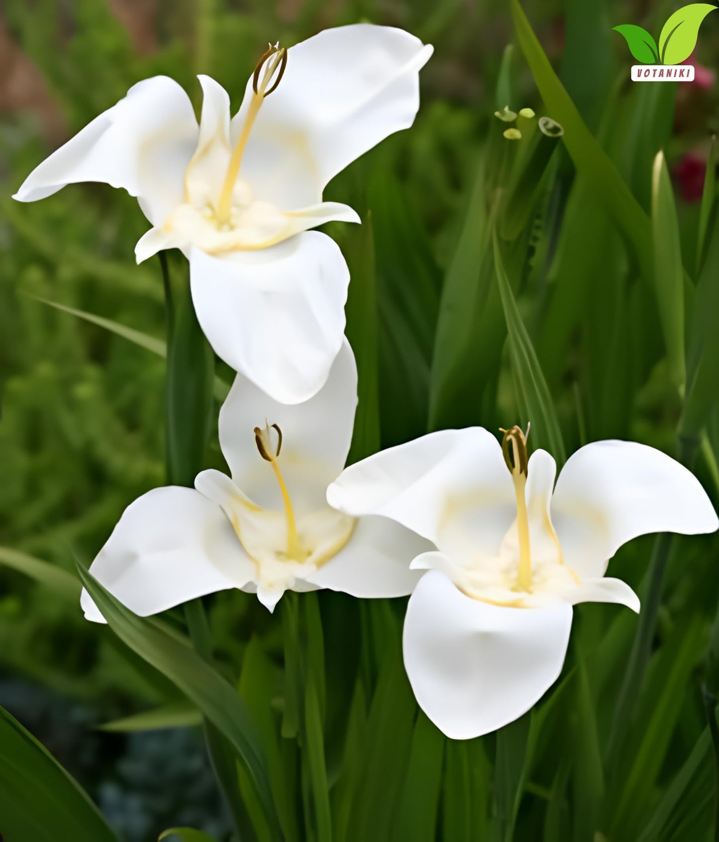 Votaniki Tigridia Pavonia Alba Immaculata Bulbs White Mexican Shell Flower Summer Bloom Garden Plants Cut Flower Use Sun to Part Sun Outdoor Planting (Pack of 12)