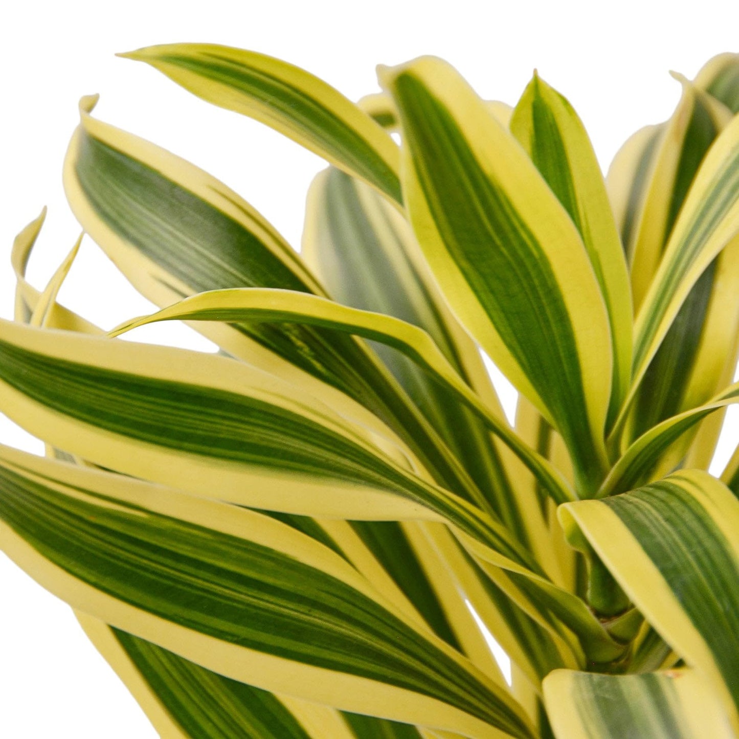 2 Pack Dracaena 'Song of India' in 6in Pot - Live Plants Tropical Houseplants | Variegated | USA Growers | The Snobby Leaf