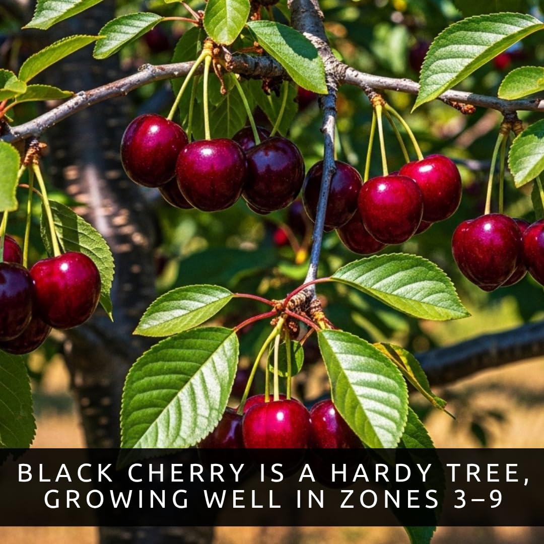 Black Cherry Tree Live Plants 1–2 Ft Tall (Prunus serotina) – Fast Growing Native Fruit Tree – Edible Cherry, Wildlife Habitat & Backyard Orchard Starter Tree (2 Plants)