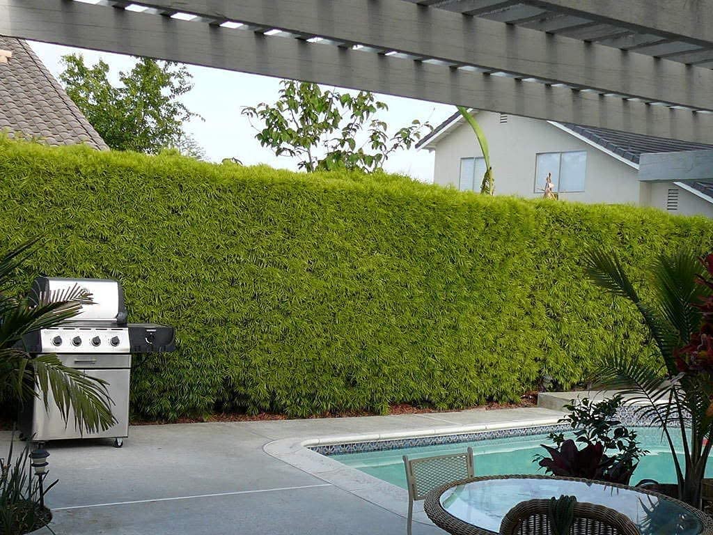 Podocarpus Macrophyllus | 3 Live 4 Inch Pots | Japanese Yew | Low Maintenance Evergreen Privacy Hedge Plants