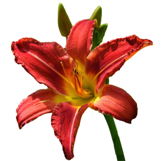 Easy to Grow Daylily Autumn Red 3 Divisions - Red Flowers in Summer Full Sun, Plant in Spring