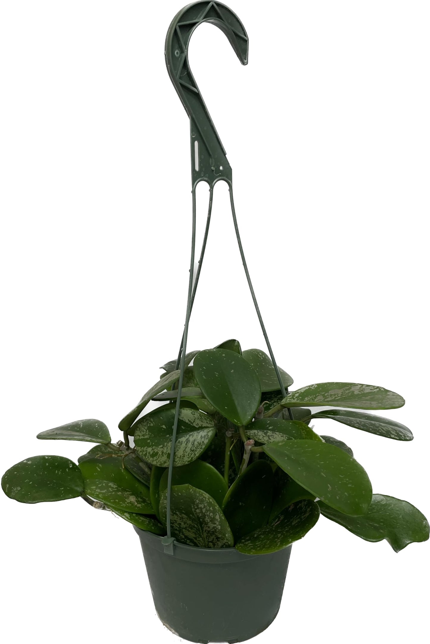 Hoya Obovata Spalsh Available in 2" Pot, 4" Pot, and 6" Hanging Pot Hoya Live Plants Live Houseplants California Seller (One Small Plant, 4" Pot)
