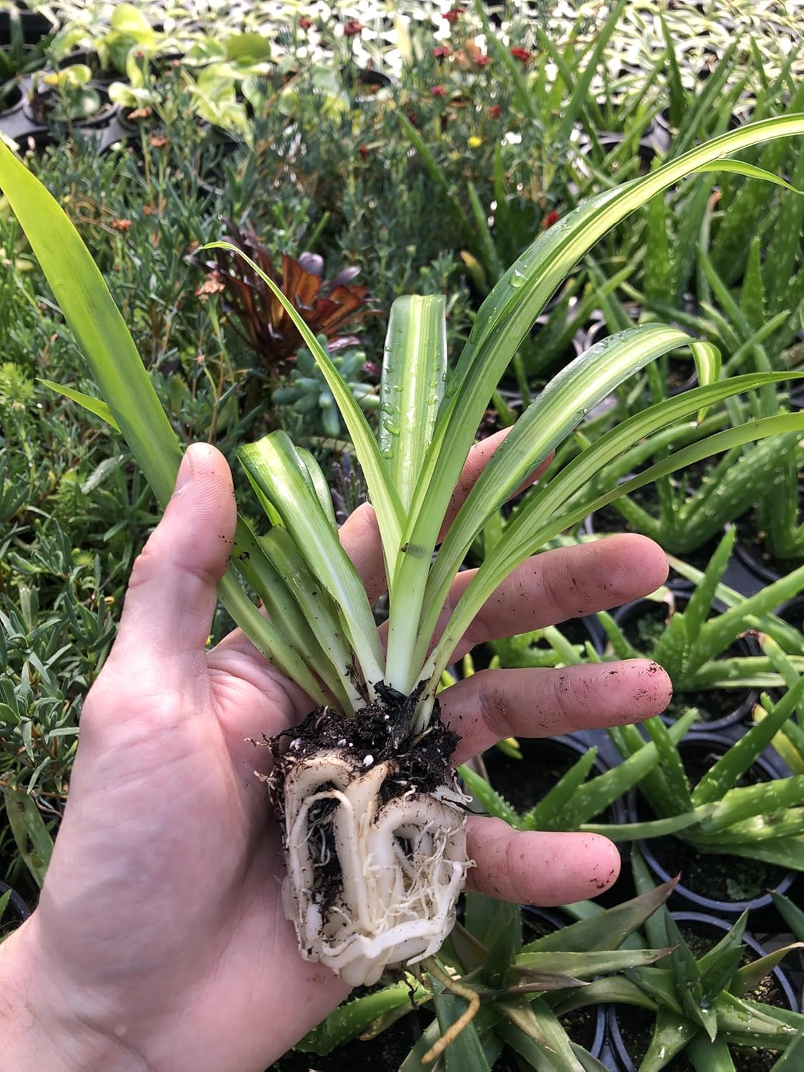 Hawaiian Spider Plants - 3 Live Starter Plants for Home & Office Decor - Air Purifying Rare Houseplants with White & Green Striped Foliage - Easy to Grow Indoor & Garden Plant