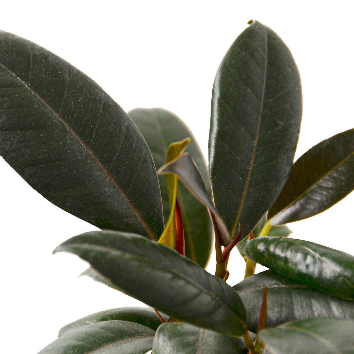 4 Pack Ficus Elastica 'Burgundy' in 4in Pot - Live Plants Tropical Houseplants | Variegated | USA Growers | The Snobby Leaf