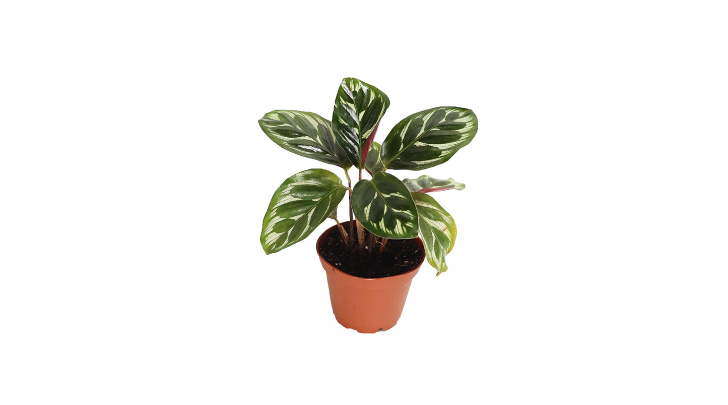 Calathea Peacock Makoyana- 4'' from California Tropicals