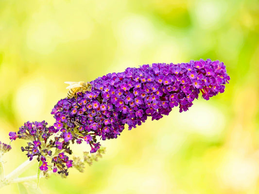 Greenwood Nursery: Live Shrub Plants - 'Black Knight' Butterfly Bush + Buddleja/Buddleia Davidii - [Qty: 1x Pint Pot] - (Click for Other Available Plants/Quantities)