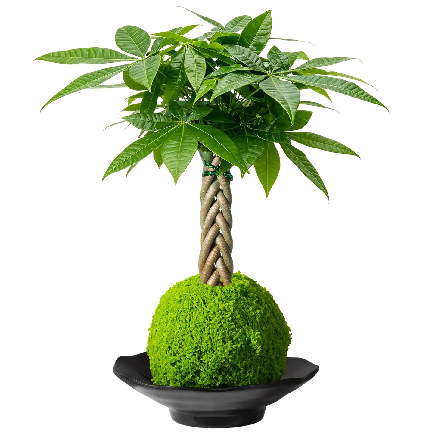 Sprout N Green Small Money Tree with 5 Lucky Braid, Live Plant with Kokedama Bowl, Decoration for Indoor Home Office Tabletop Windowsill Side Table, Housewarming Christmas Gift, 8-10" Tall