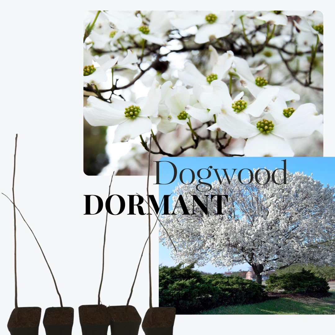 Kousa Dogwood Trees Live Plants in Pot, White Flowering Dogwood Plants Live, 6-12" Tall Bushes for Planting Outside Flower Shrubs