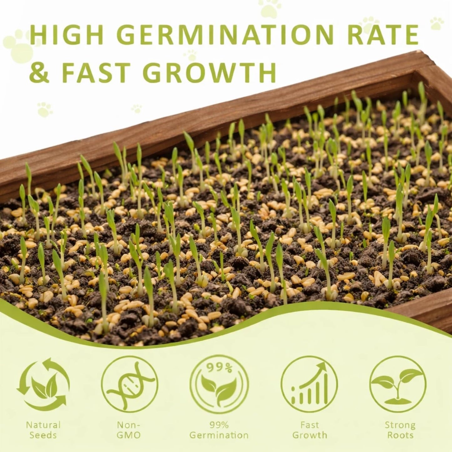 Cat Grass Kit for Indoor Cats with Wooden Planter - 5 Pack Cat Grass & 5 Coconut Soil, Complete Planting Tools, Water Sprayer, Scissors, Bonus Cat Gifts - Natural Wheat Grass for Hairball Control