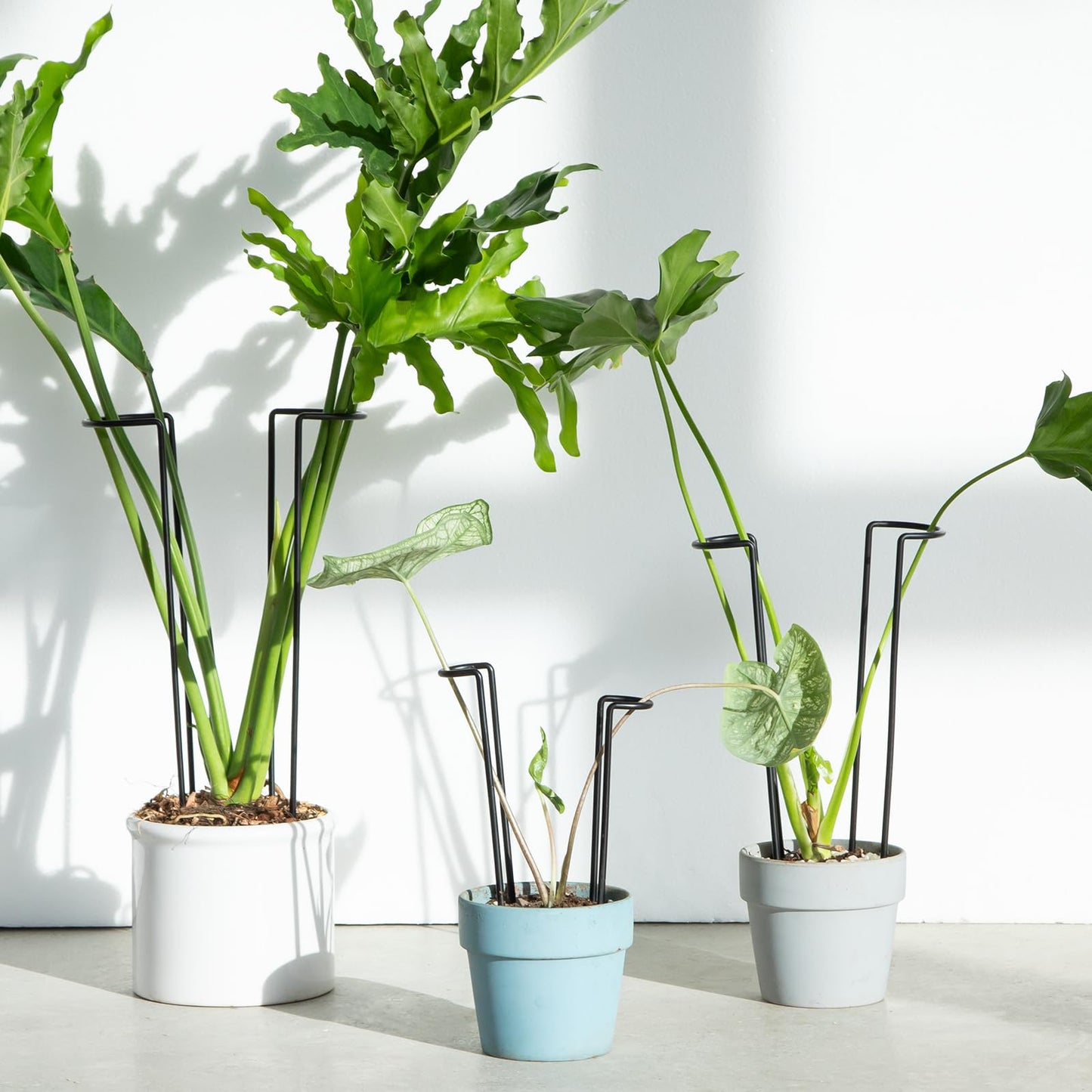 GOOOXIM 10 Pack Indoor Plant Support for Monstera Trellis Stakes and Stem Holder - Perfect for Small Indoor Plants, Desktop Gardens & Flower Shelf Use, Easy to Set Up and Efficient Support