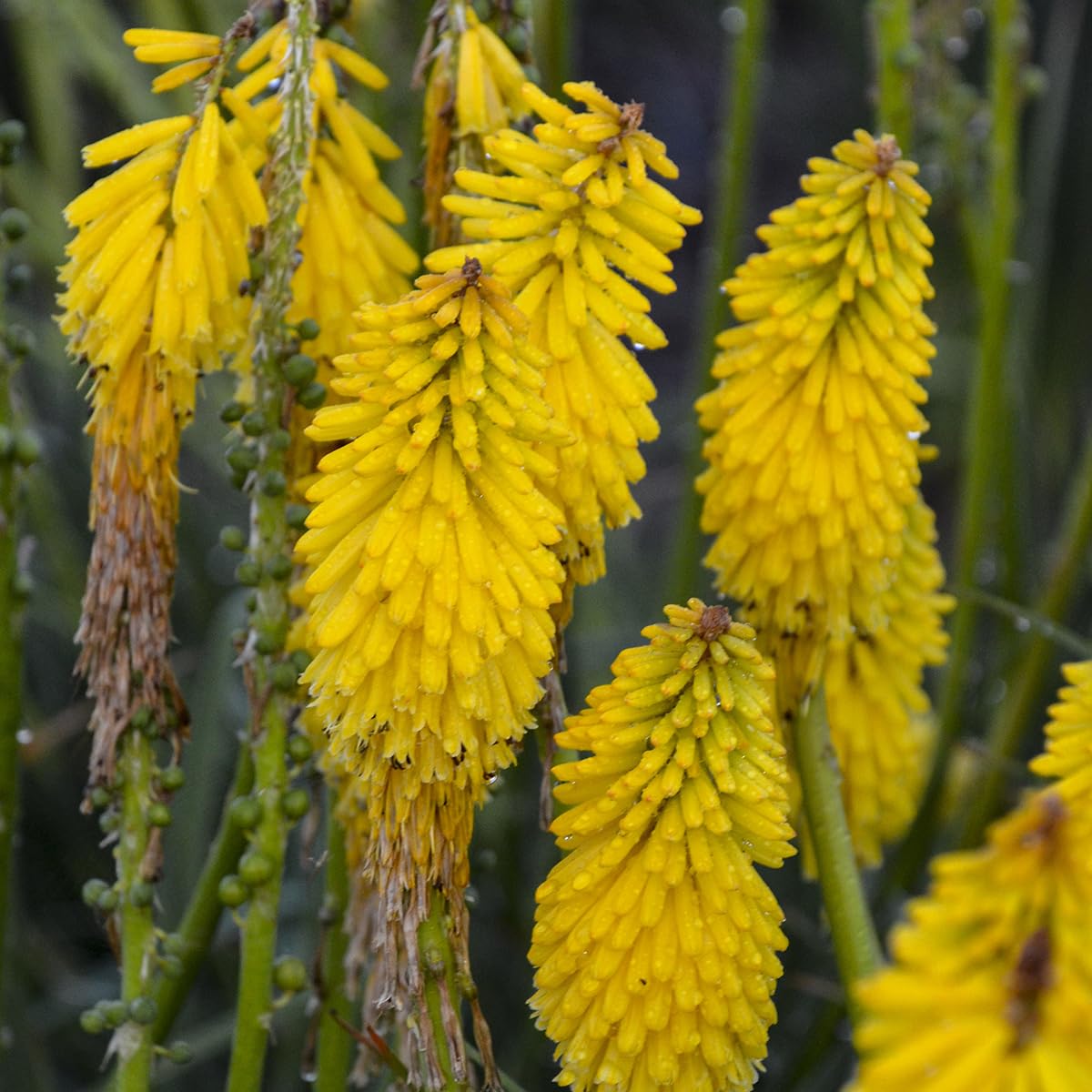 Live Plant from Green Promise Farms - Proven Winners, Kniphofia Pyromania 'Solar Flare' Red Hot Poker, Yellow Flowers - #1 Gallon Size Container