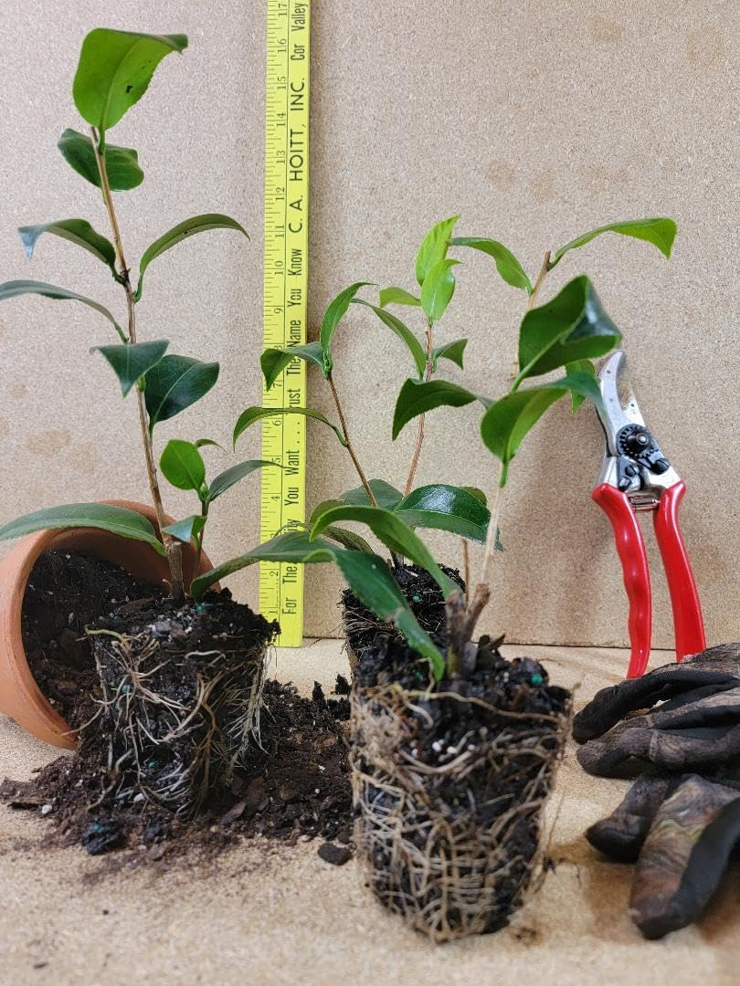 Live Plant - Governor Mouton Camellia Japonica - Starter Plant
