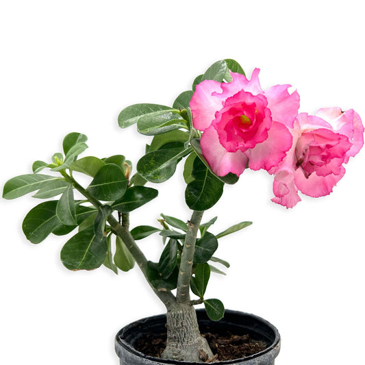 ragnaroc Live Succulents – Adenium Obesum Desert Rose 3-6” Tall 2" Plug - 1ct - Color When Flowering May be Pink or Red, Bonsai Caudex - Live Arrival Guaranteed - House Plants for Home Decor & Gift