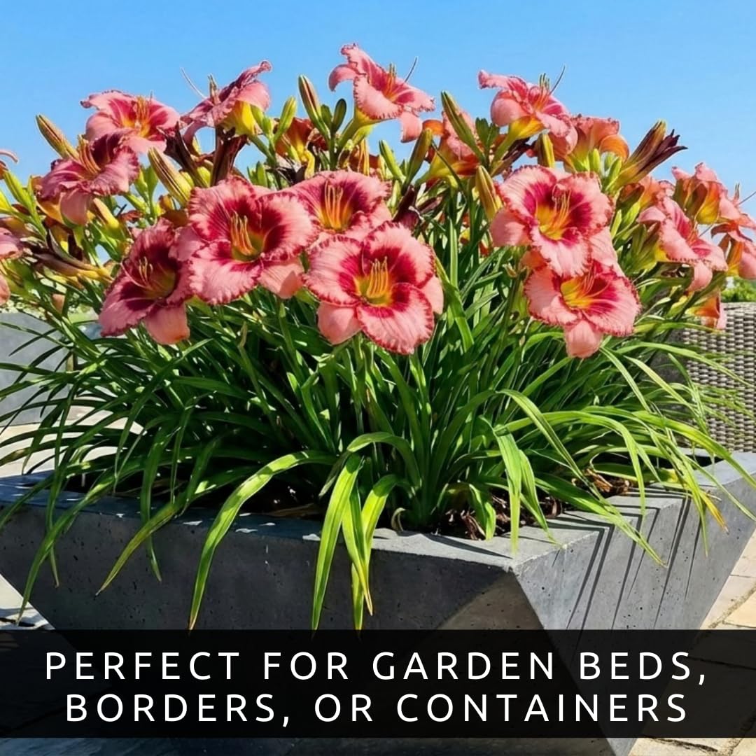 Lipstick and Lies Daylily Bulbs for Planting – Pink and Red Bi-Color Hemerocallis Perennial Flower – Hardy Summer Blooming Garden Lily – Easy Care Outdoor Flower Bulbs (3 Bulbs)