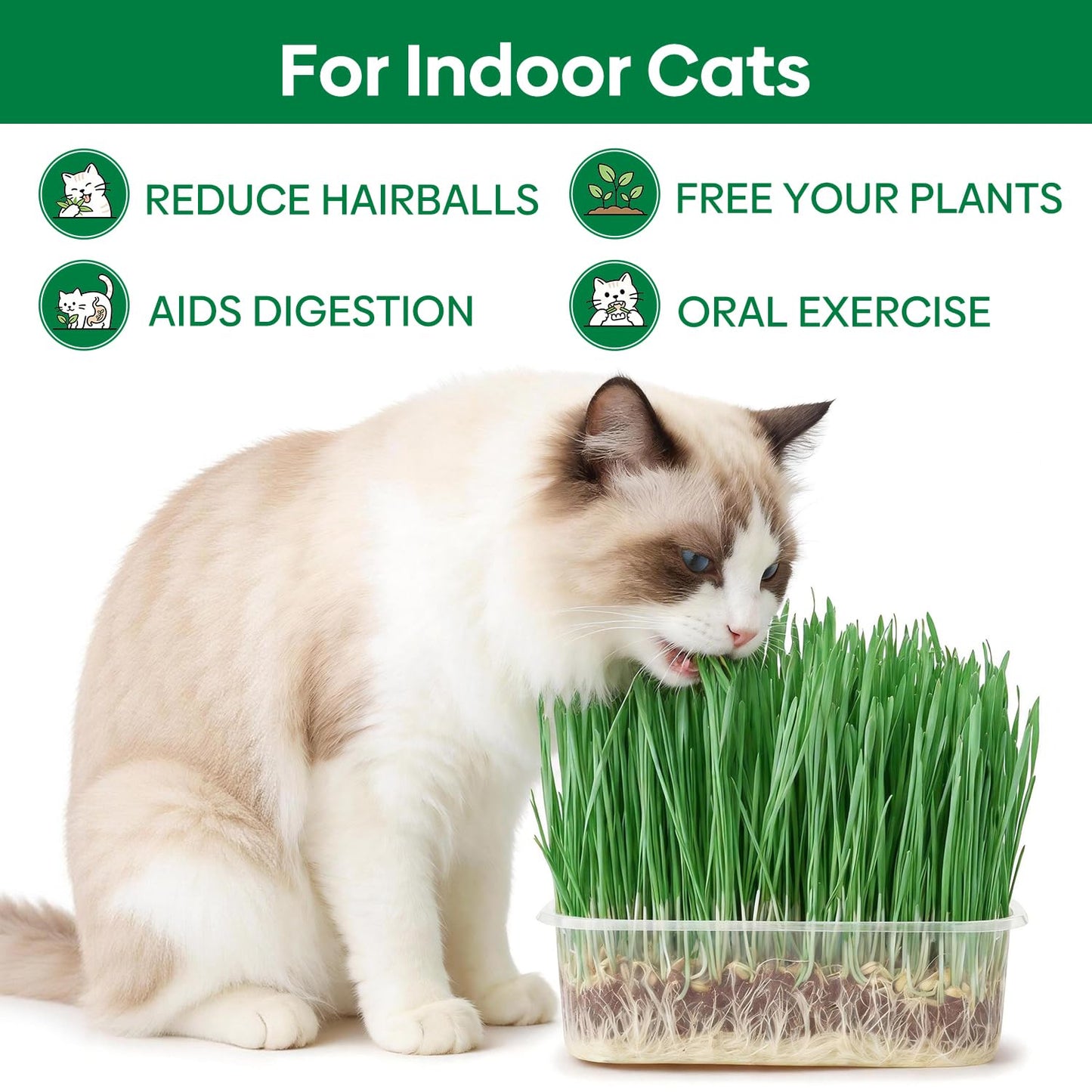 Groundio Cat Grass Seeds, All in 1 Cat Grass Growing Kit for Indoor Cats, Organic Wheat & Oat Seed with 98% High Germination Rate, Heirloom | Non-GMO | Coco Coir | BPA Free Container