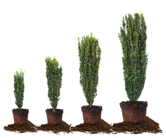 Perfect Plants Sky Pencil Holly Live Plant, 2-3', Includes Care Guide