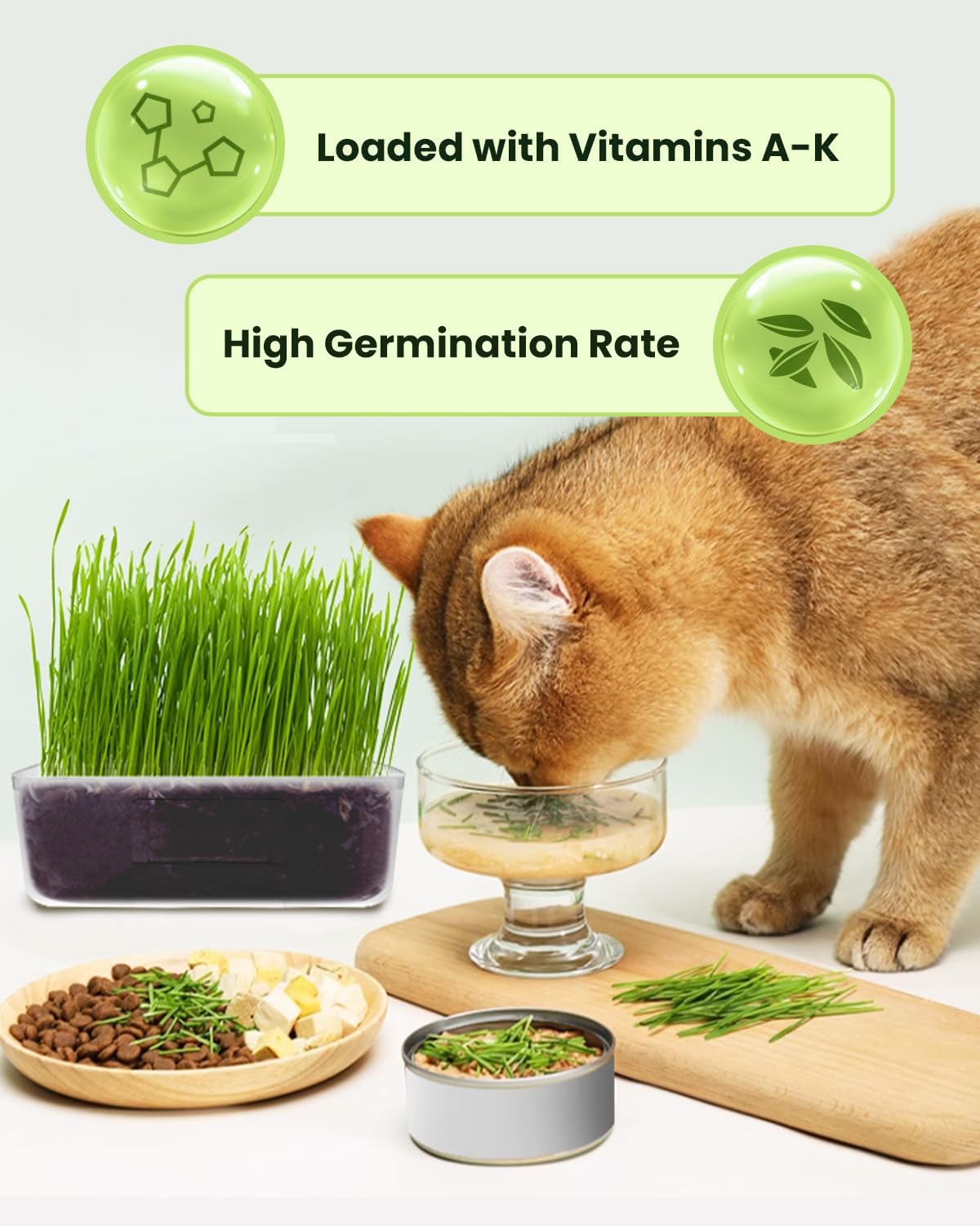 Cat Grass Growing Kit for Indoor Cats – Fast Growing (3-7 Days Harvest), Wheat Seeds, BPA-Free Planter & Soil – Helps Hairball Control, Digestion & Fresh Breath – Green Fresh (3 Pack)