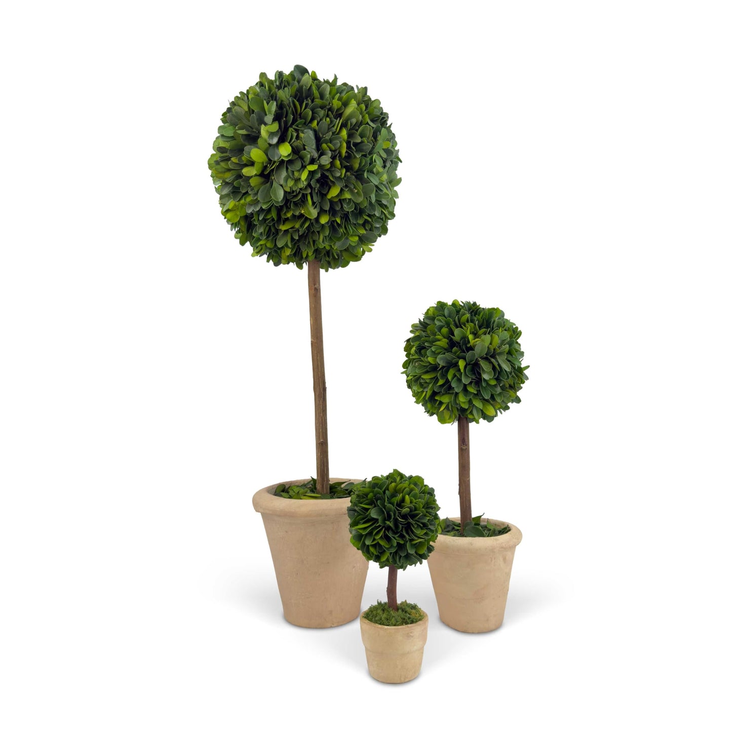 Shine Company Real Preserved Single-Ball Boxwood Topiary with Cream Grey Terracotta Pot (16"/12"/6" Tall, Set of 3)