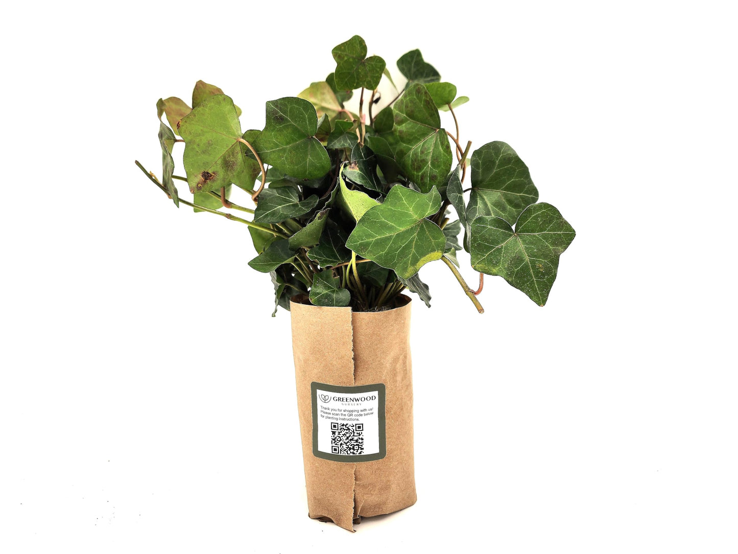 Greenwood Nursery: Live Ground-Cover Plants - English Ivy + Hedera Helix - [Qty: 200 Bare Roots] - (Click for Other Available Plants/Quantities)