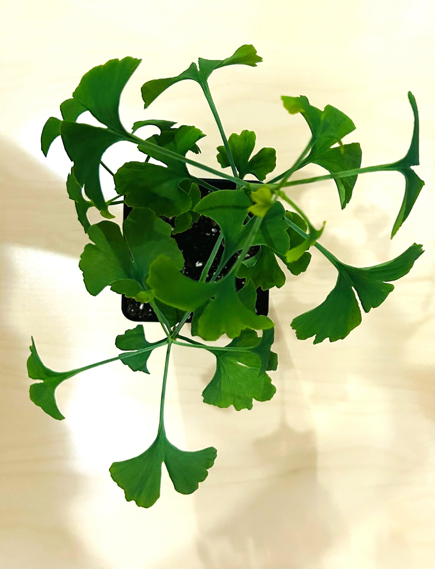 Ginkgo Tree - Pot of 3 Starter Plant. Gingko biloba. 6" - 9"
