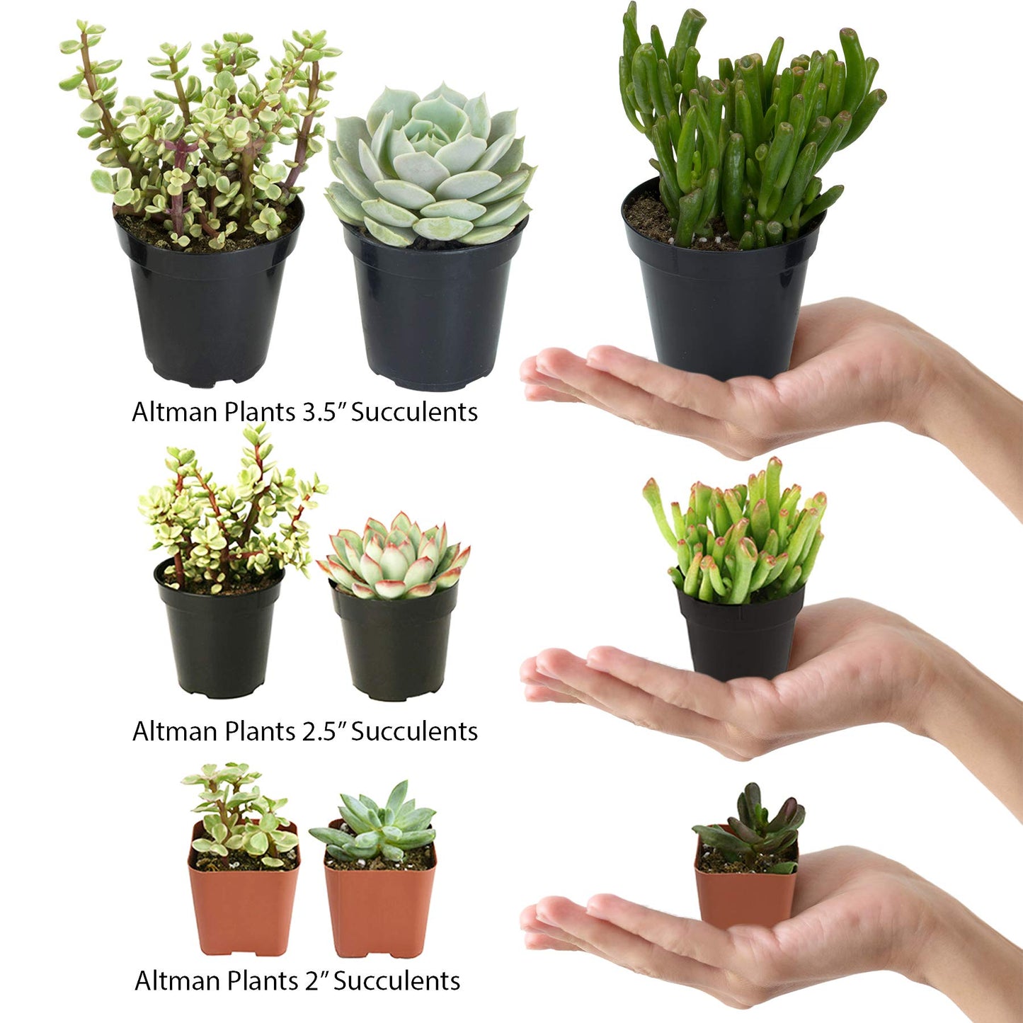 Altman Plants, Assorted Cactus Plants Live Succulents (8 Pack), Live Cactus Plant Lover Gifts, Cacti Succulents Plants Live Houseplants, Succulent Indoor Plants Live Plants in Cactus Soil Potting Mix
