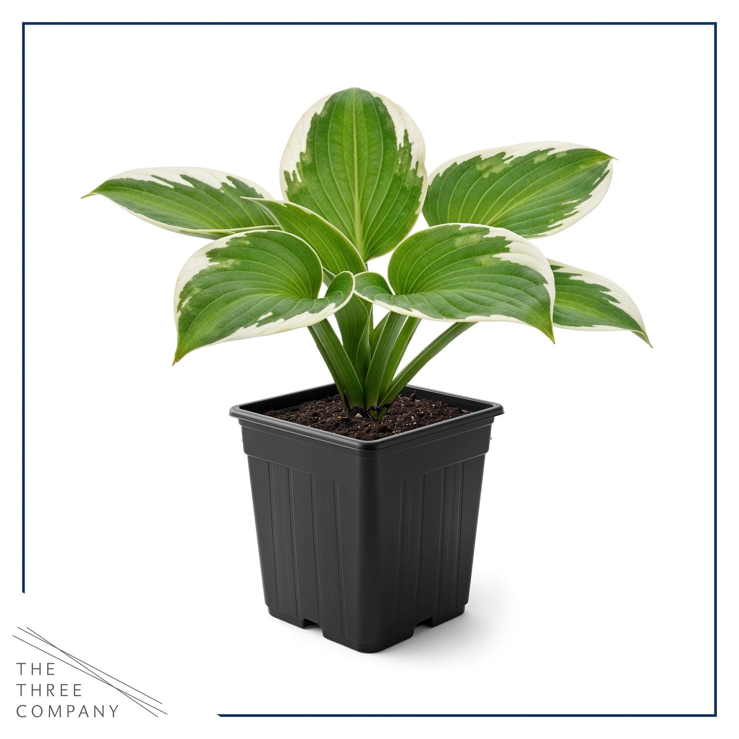 Live Perennial Hosta - Pilgrim (3 Plants Per Pack) Beautiful Accent Plant, 10" Tall by 4" Wide in 1 Qt Pot