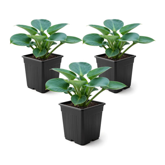 Live Perennial Hosta - Blue Mouse Ears (3 Plants Per Pack) Beautiful Accent Plant, 10" Tall by 4" Wide in 1 Qt Pot