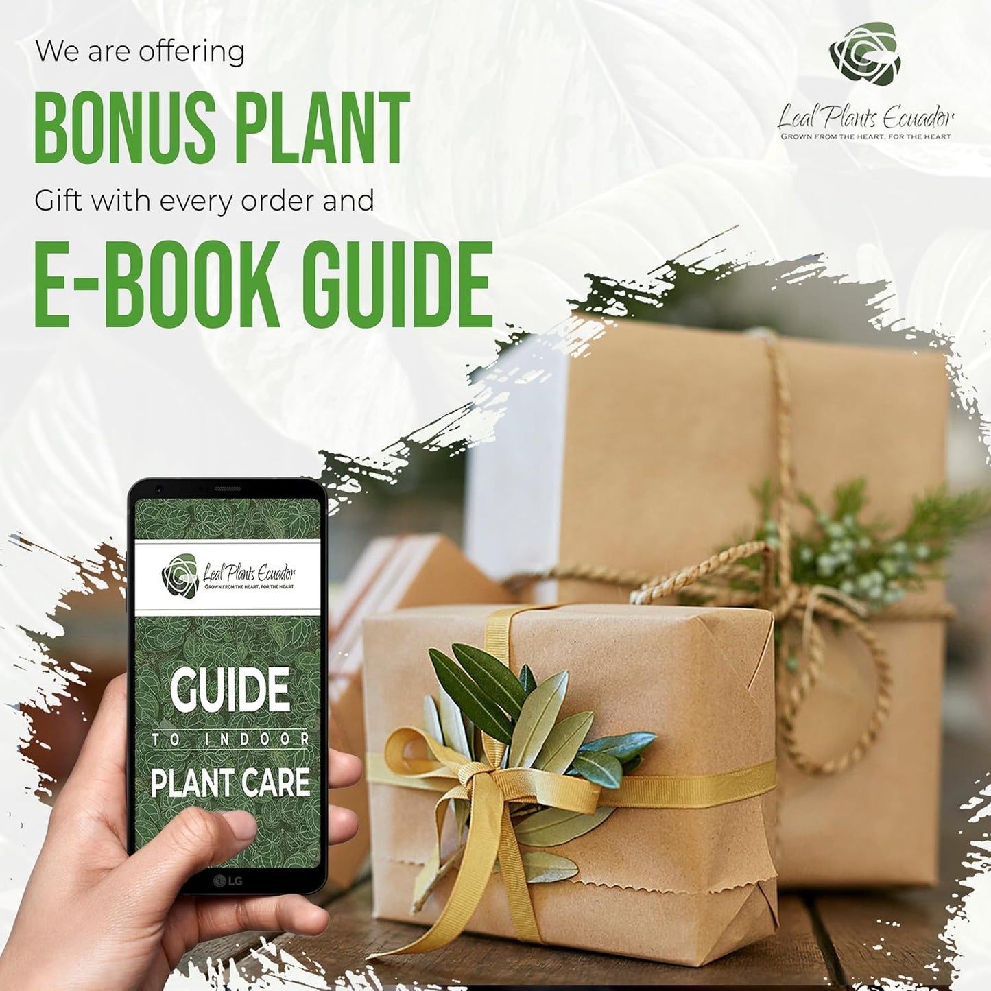 LEAL PLANTS ECUADOR Calathea Silver Plate(Pack of 2) Fascinating Leaf Movement, Easy Care Tropical Houseplant, Air-Purifying, Ideal for Home & Office Decor, Unique Living Plant Gift