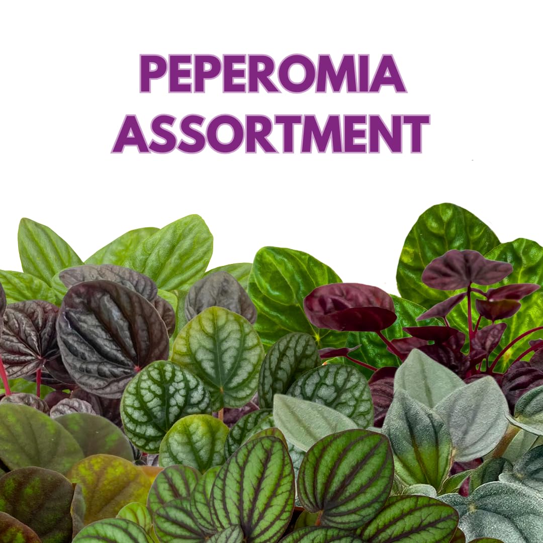 BubbleBlooms Peperomia Assortment, 6 Different peperomias in 2 inch pots Grower's Choice