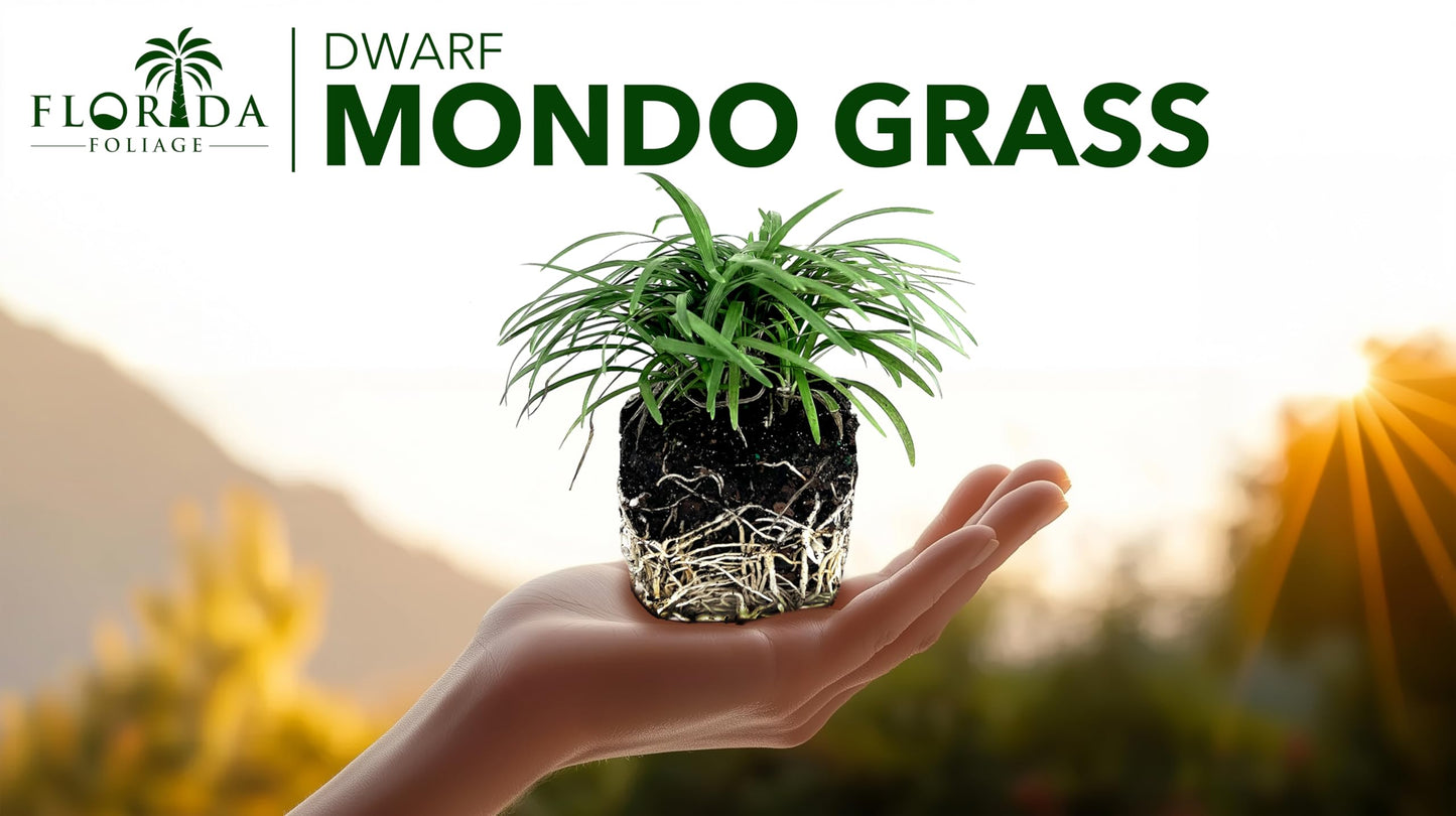 Dwarf Mondo Grass | 30 Large 4 Inch Pots | Ophiopogon Japonicus Nanus | Live Evergreen Shade Loving Groundcover