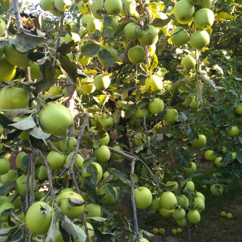 Green Jujube Tree Live Plant 2 to 3 Feet Tall, Jujube Plant 3 Gallon Pot, Green Apples Trees for Planting, No Ship to CA