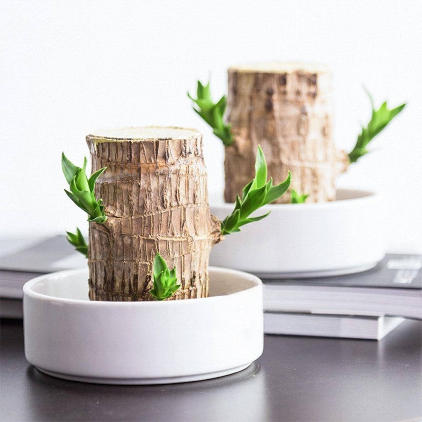 DOBOKS Lucky Wooden hydroponic Indoor Office Desk Surface Panel Green Plant Bonsai GRUIT Desktop Green Plant