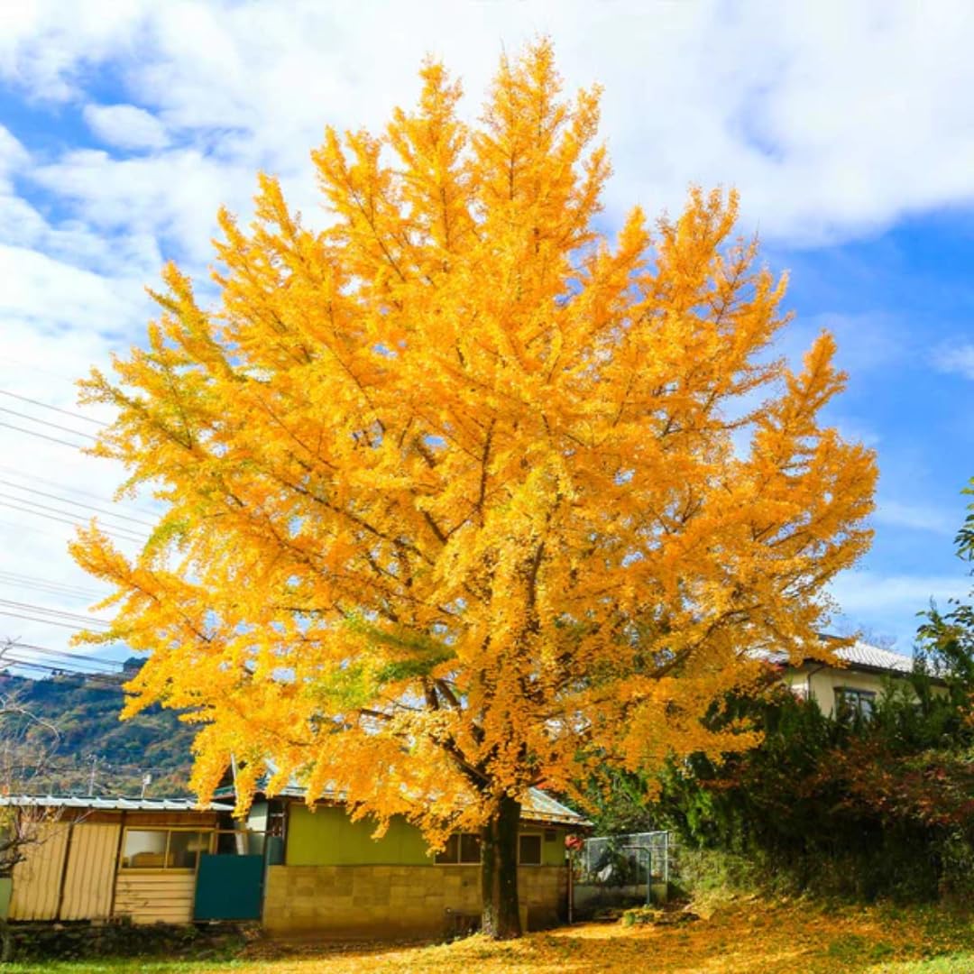 6-12" Ginkgo Biloba Tree Live Plant Seedling in Quart Pot, Ginkgo Tree Plant, Live Gingko Trees, Gingko Trees Seedlings, No CA