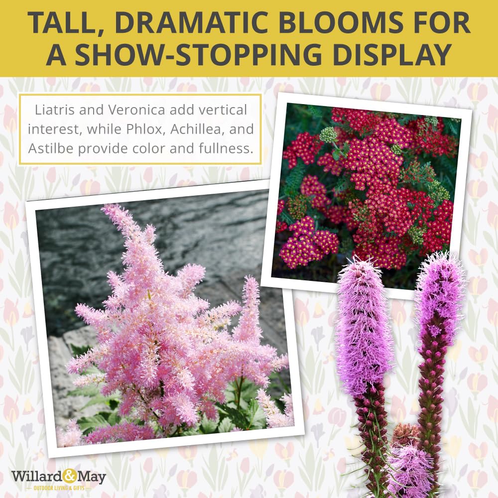 Complete Cut Flower Perennial Flower Bulb Garden - 27 Bulbs for 50 Days of Continuous Blooms (Summer Color from July Through October) - Easy to Grow Summer Planting Bulbs by Willard & May