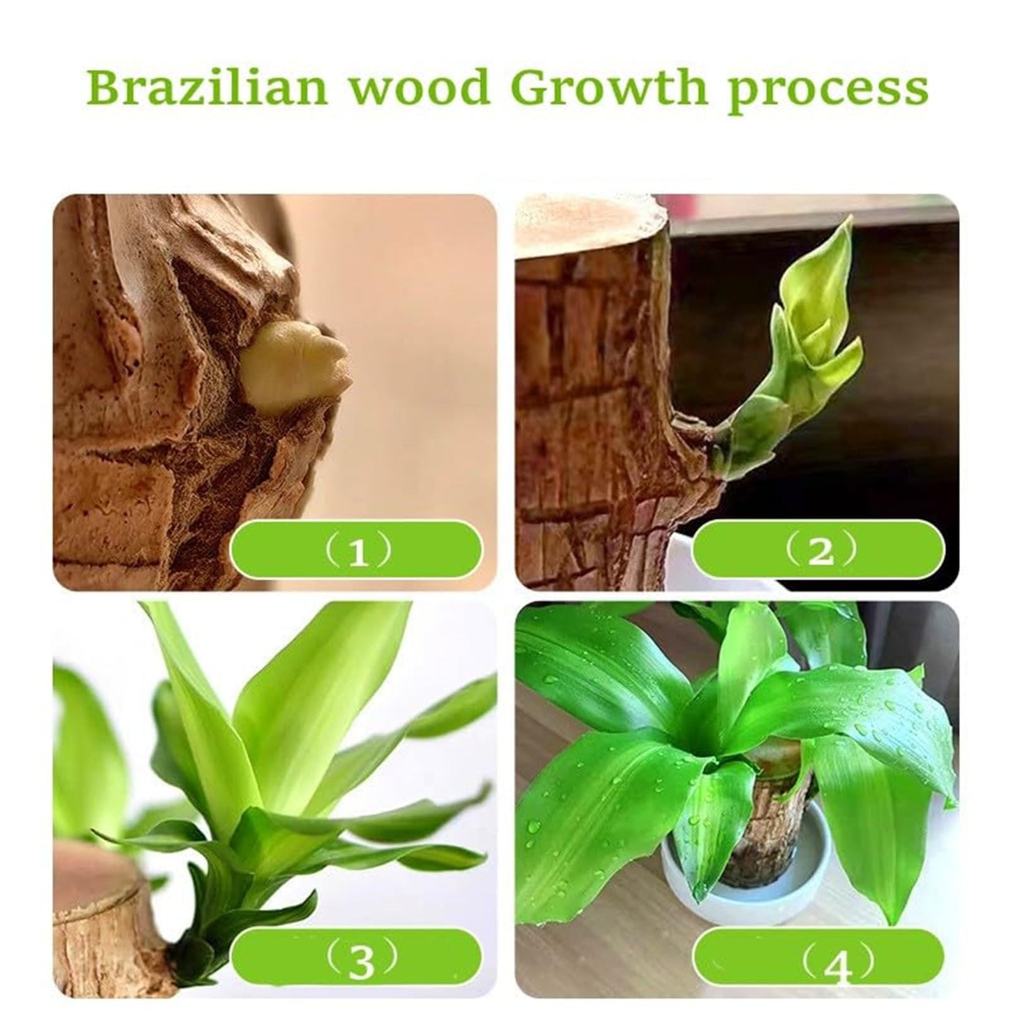 Brazilian Lucky Wood Plant,Brazilian Wood Doesn't Need to Wait to Sprout, Natural Air Cleaner, Suitable for Home Office Desk Decor (Gray)