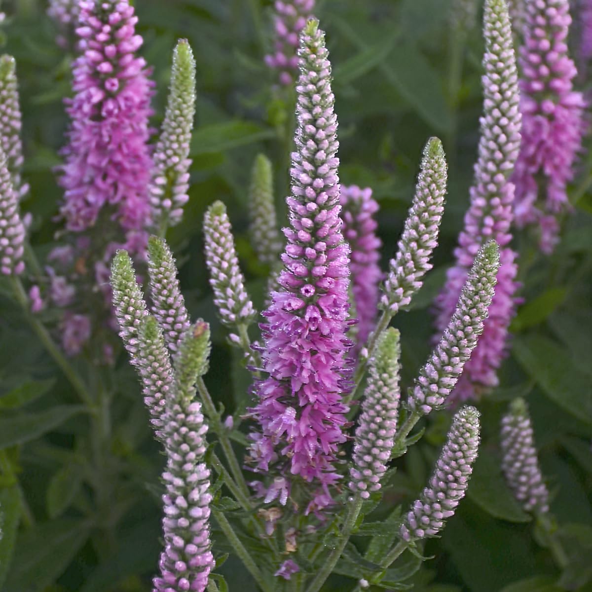 Live Plant from Green Promise Farms - Proven Winners, Veronica Magic Show 'Pink Potion' Spike Speedwell, Pink Flowers - #1 Gallon Size Container
