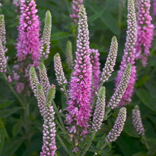 Live Plant from Green Promise Farms - Proven Winners, Veronica Magic Show 'Pink Potion' Spike Speedwell, Pink Flowers - #1 Gallon Size Container