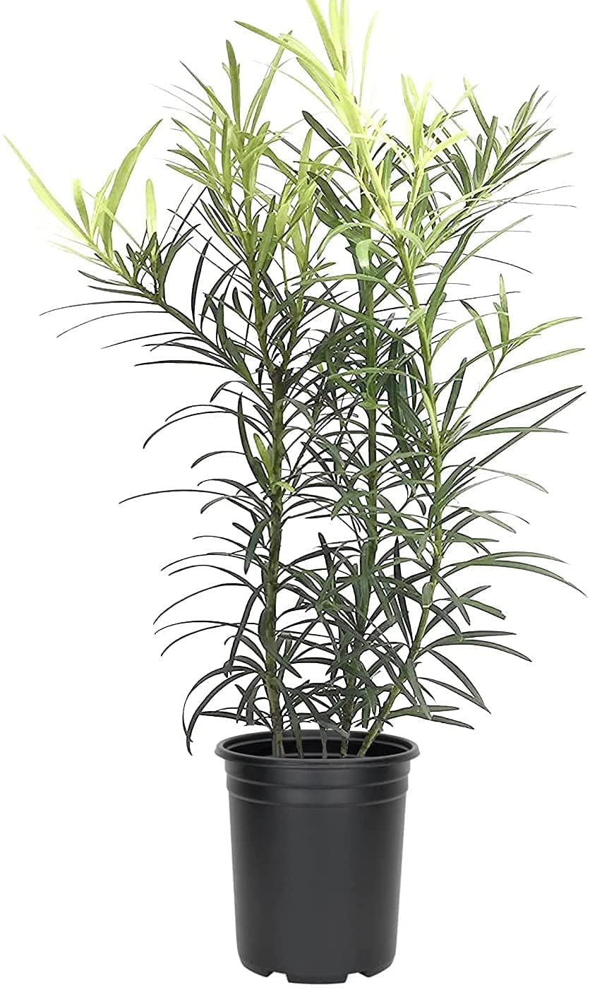 Podocarpus Macrophyllus | 1 Live 4 Inch Pot | Japanese Yew | Low Maintenance Evergreen Privacy Hedge Plants