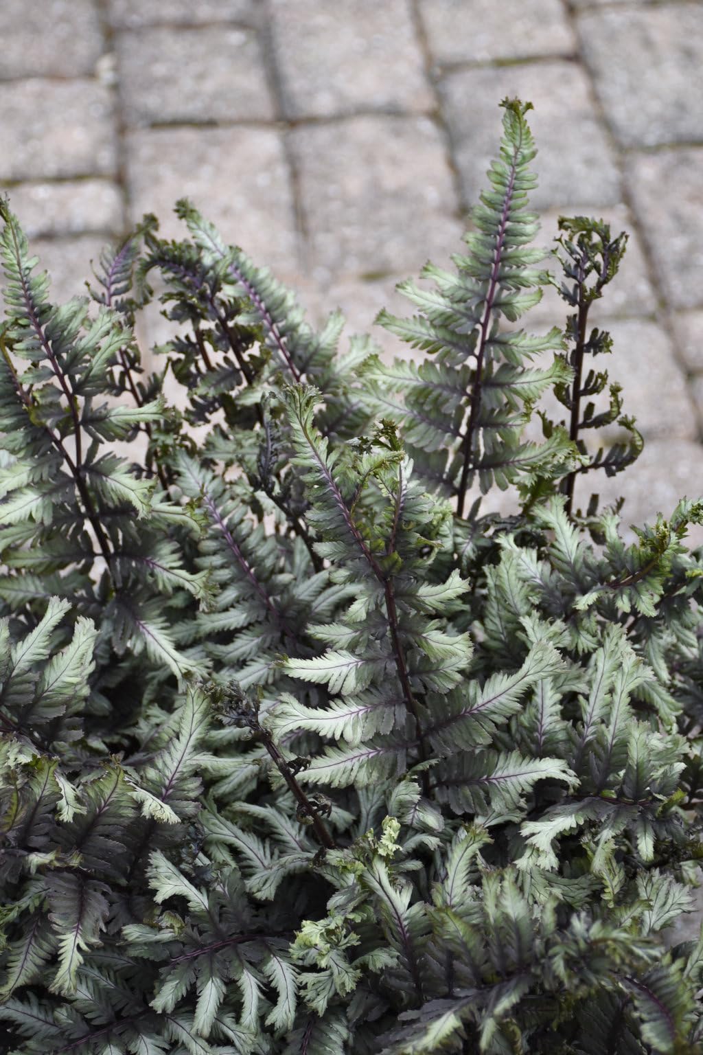 Live Plant from Green Promise Farms - Proven Winners, Athyrium niponicum 'Crested Surf' Japanese Painted Fern, Silver/Green FOL. Flowers - #1 Gallon Size Container