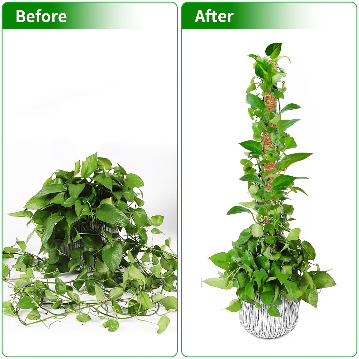 Dimpoo 2 Pack Moss Pole, 63-Inch Moss Poles for Plants Monstera,Bendable Plant Support Stakes for Climbing Plants Indoor, Garden Trellis Plant Stick for Potted Plants, Pothos Philodendron
