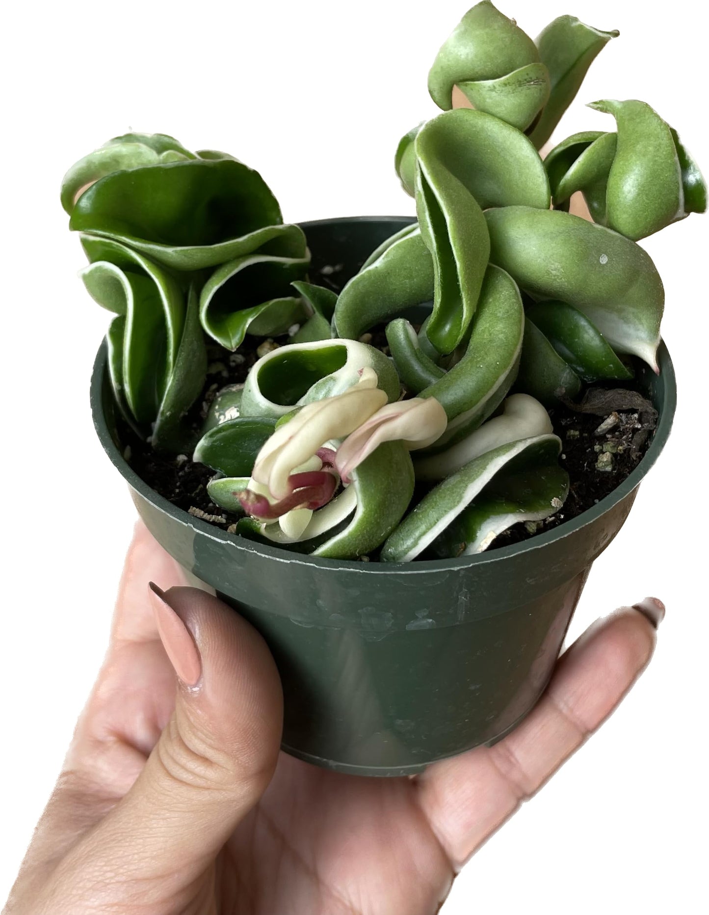 Variegated Hoya Compacta aka Hoya Hindu Rope Variegated Available in 2", 4", and 6" Pot Live Hoya Plant Prime Plants California (1 Small Plant/stem, 4" Pot)