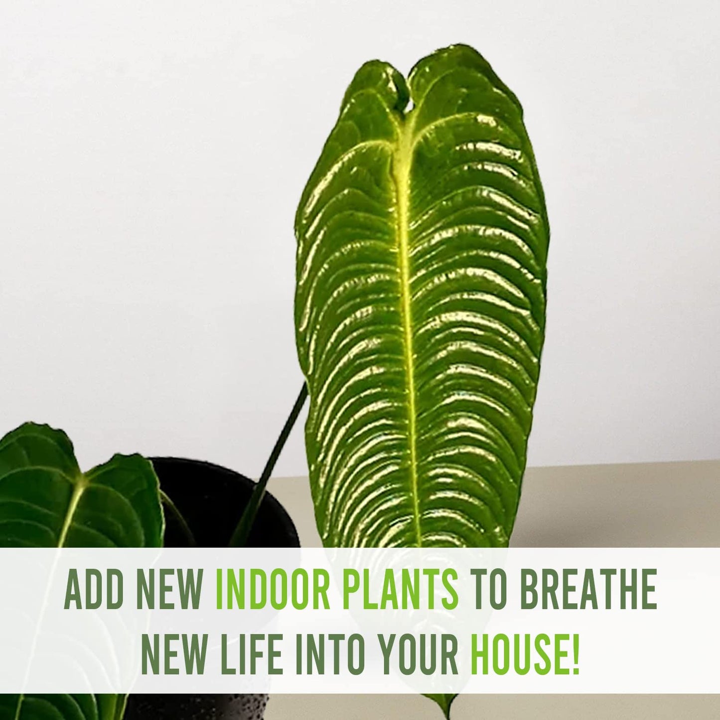 LEAL PLANTS ECUADOR Anthurium Veitchii |Green Live House Plant for Indoor| Anthuriums Live Exotic Houseplants|Anthurium Exotic Houseplants| Unique Gift for Plant Lovers