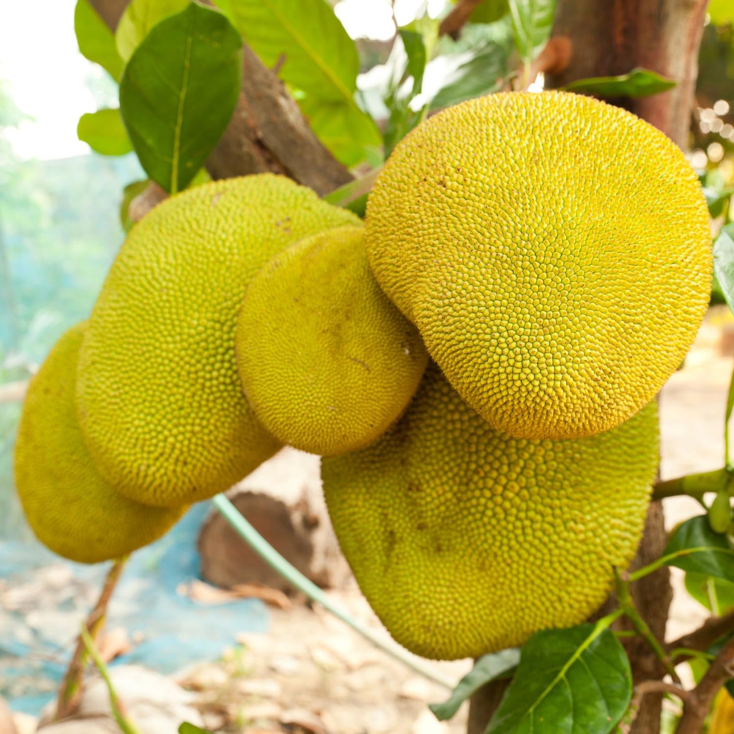15 Jackfruit Seeds for Planting Home Garden, Tropical Jackfruit Tree Seeds to Grow