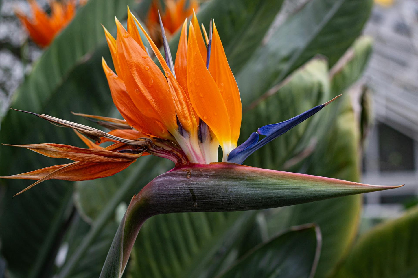 Live Orange Birds of Paradise Plant - ‘Orange Birds of Paradise’ Strelitzia Reginae - ragnaroc Tropical Plant 6-10” Tall - 2ct - Live Arrival Guaranteed - House Plants for Home Decor & Gift