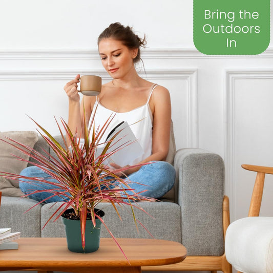 American Plant Exchange Dracaena 'Colorama' – 6-Inch Pot – Live Colorful Houseplant with Pink and Green Striped Foliage, Easy Care Indoor Plant for Desks, Shelves & Home or Office Décor