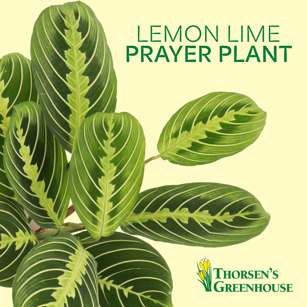 Thorsen's Greenhouse Lemon Lime Prayer Plant, Live Indoor Plant, Pet Friendly, Attractive Houseplant, Lemon Maranta, Natural Air Purifier, Easy to Grow, 4" Diameter Pot (Black - Hanging)