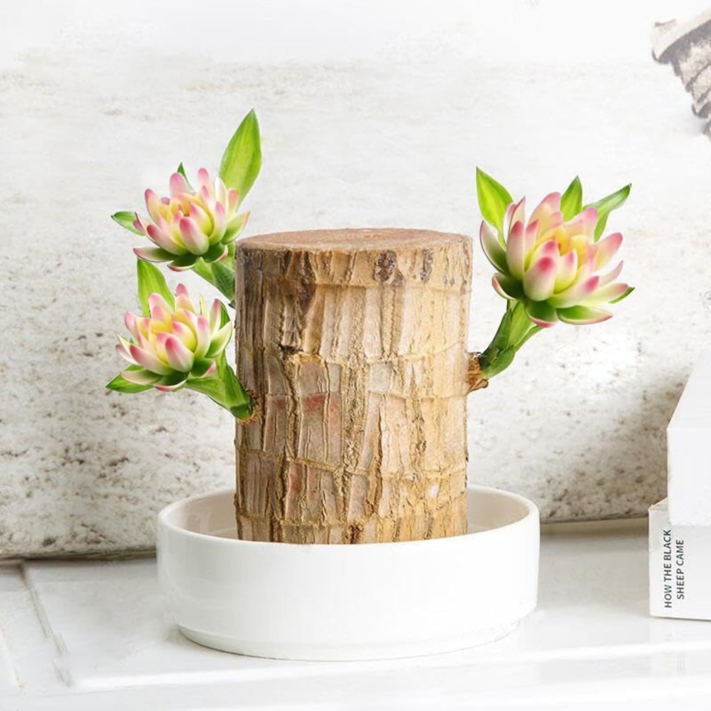 Brazilian Lucky Wood Plant Kit, Lucky Wood Doesn't Need to Wait to Sprout, Suitable for Home Office Desk Decor, Natural Air Cleaner (2L)