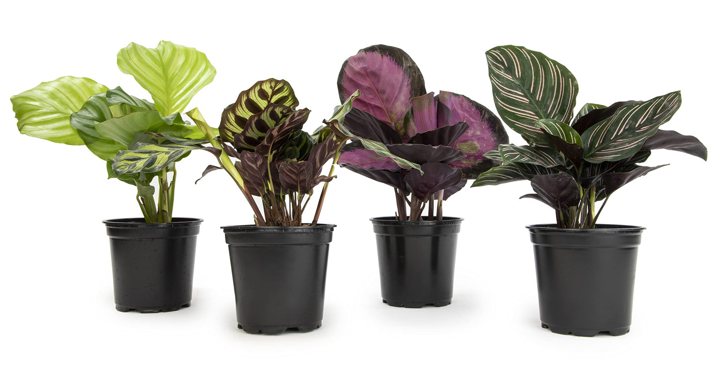 Calathea Prayer Plants Live House Plants Kit (4 PK), Calathea Plant Live Indoor Plant & Money Tree Plant Indoor House Plants, Chinese Money Plant Decor, Bonsai Tree Feng Shui Décor