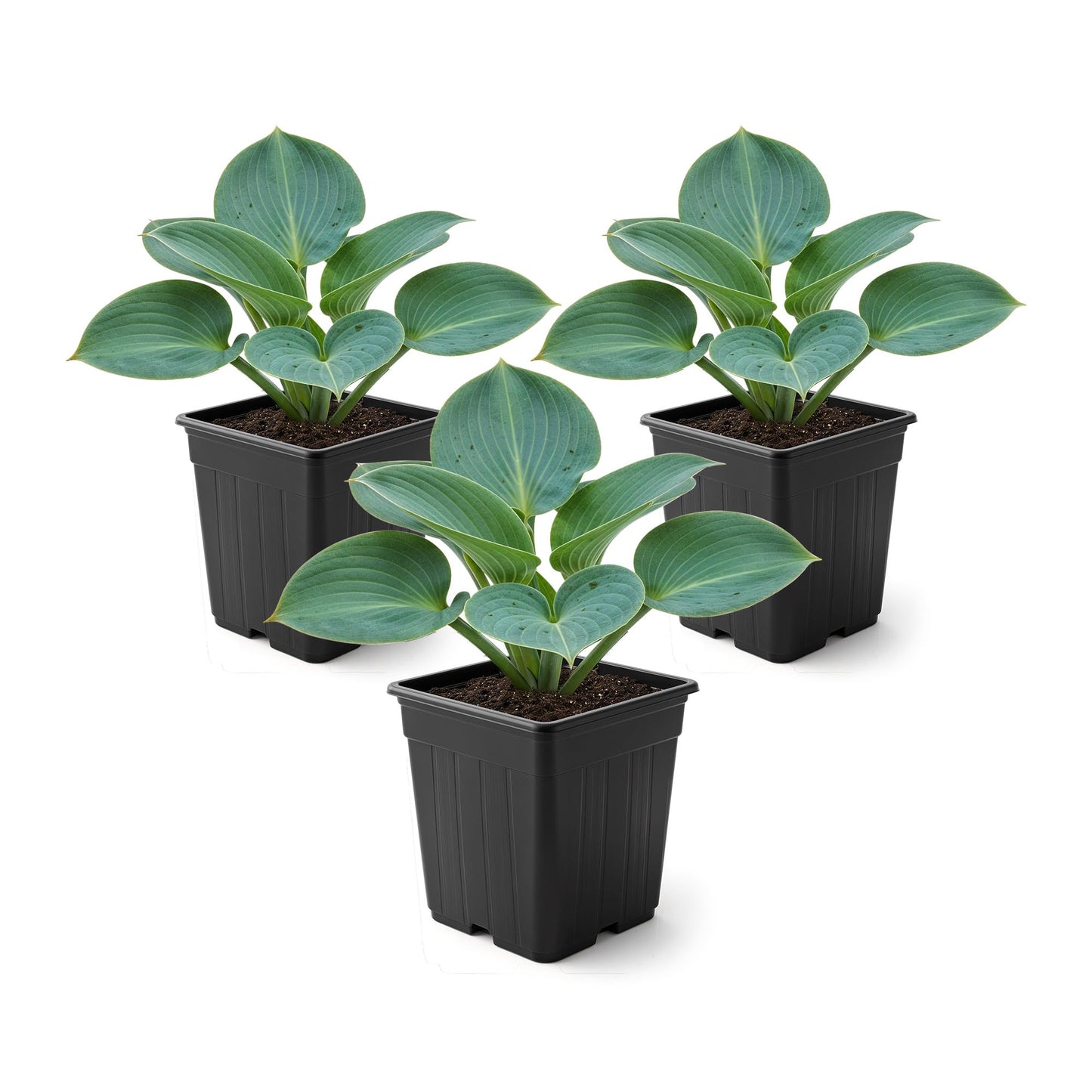 Live Perennial Hosta - Blue Cadet (3 Plants Per Pack) Beautiful Accent Plant, 10" Tall by 4" Wide in 1 Qt Pot