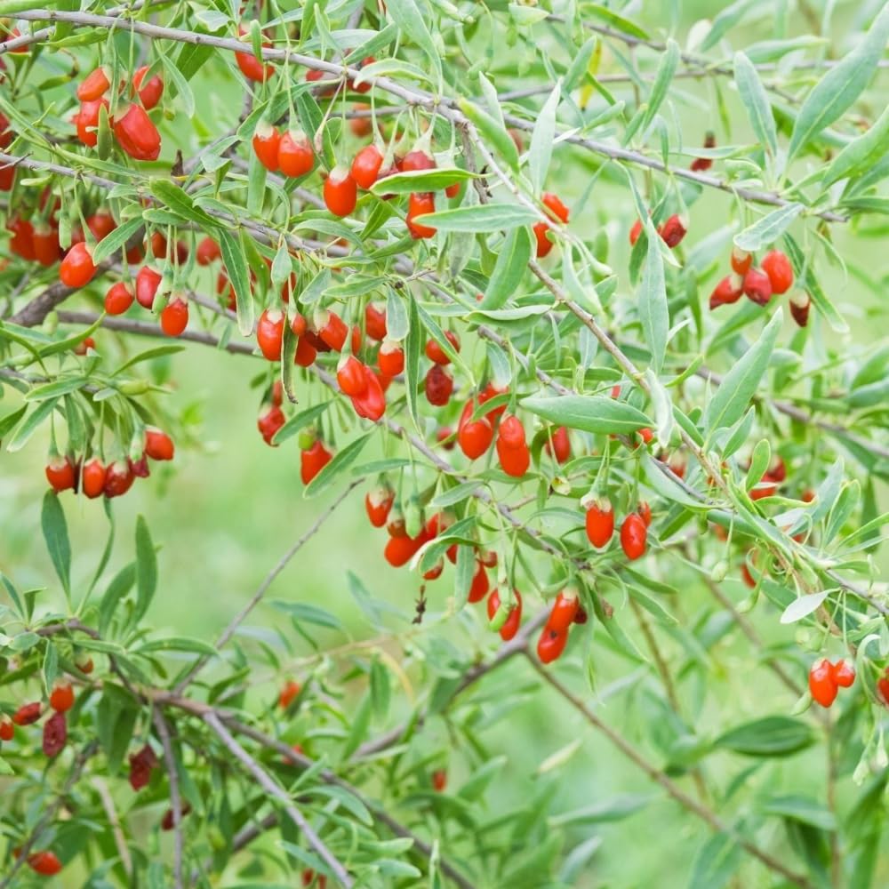 5-9" Tall Goji Berry Plant Live for Planting, Red Goji Berry Tree Live Plant, Well-Rooted